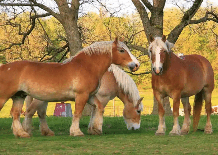 Strongest Horse Breed in the World