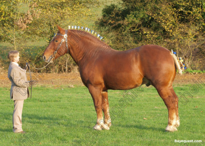 Suffolk Punch