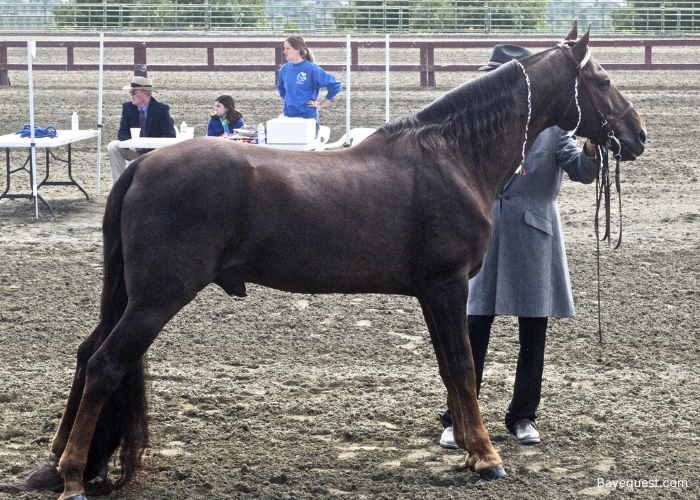 Tennesse Walking Horse