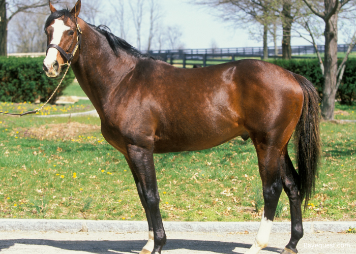 Thoroughbred