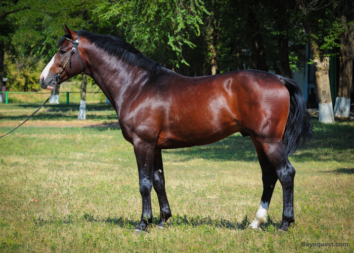 Trakehner