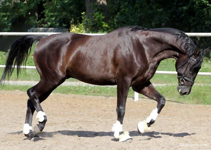 Ukrainian Riding Horse