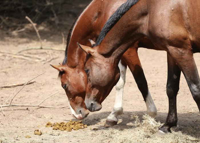 Why Do Horses Eat Poop or Manure