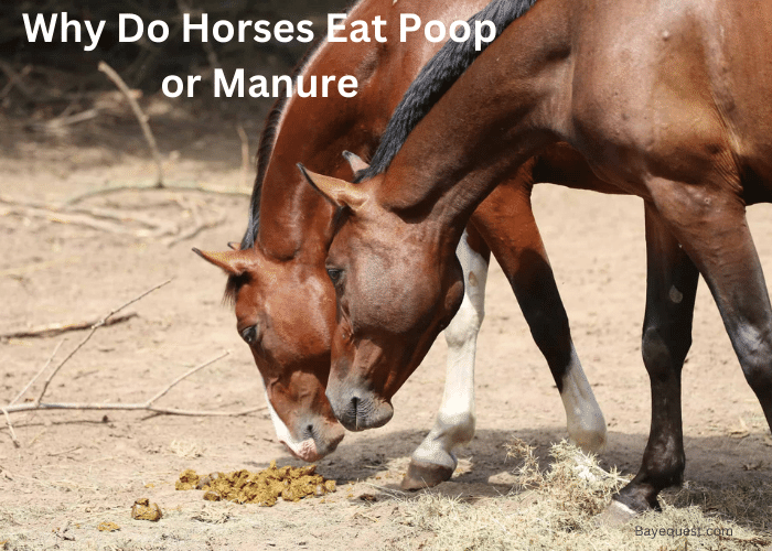 Why Do Horses Eat Poop or Manure