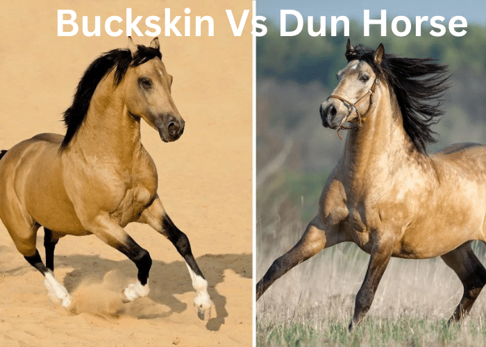 Buckskin Vs Dun Horse