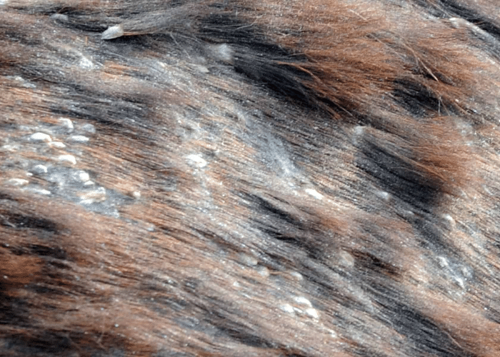 Horse Skin Conditions and Diseases