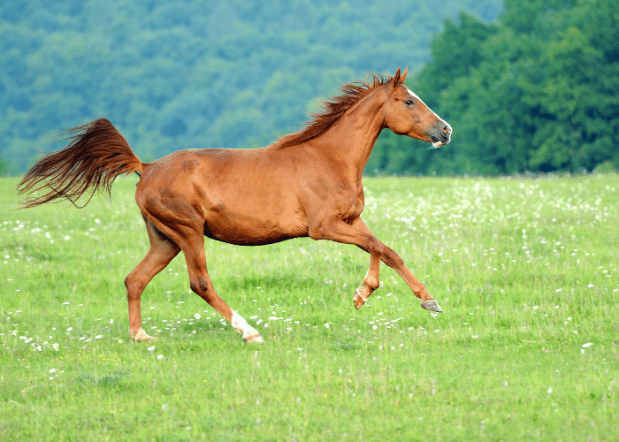 How to Sell a Horse Fast