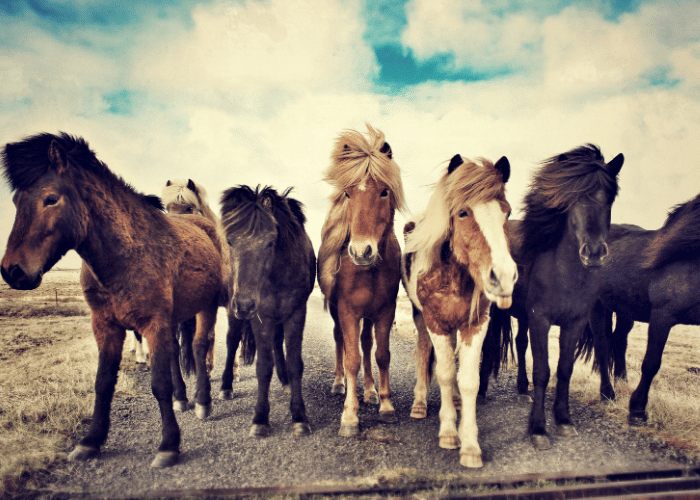 11 Worst Horse Breeds for Beginners