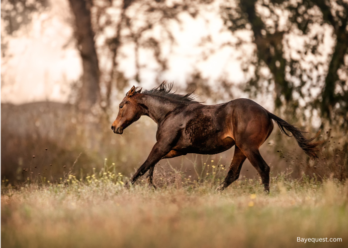 American Quarter Horse