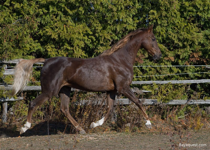 American Saddlebred
