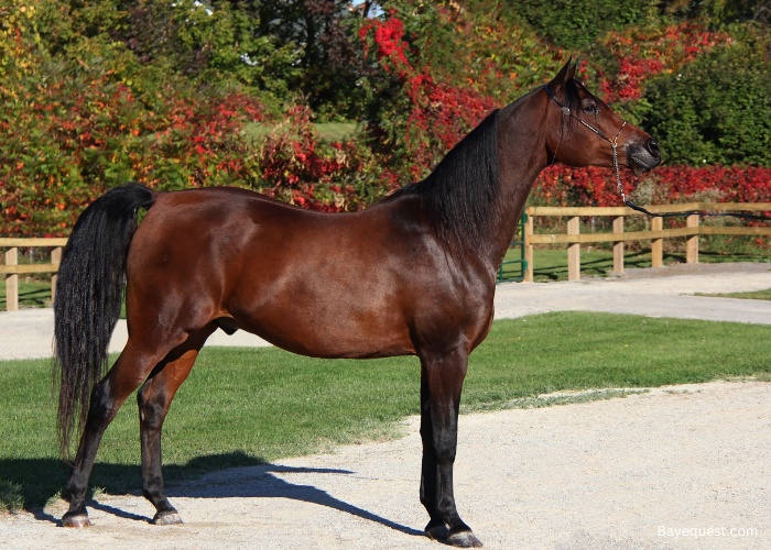 Arabian horse