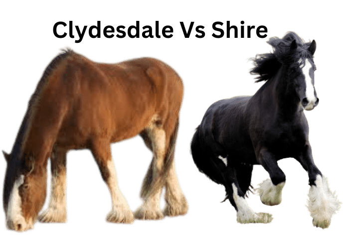Clydesdale Vs Shire