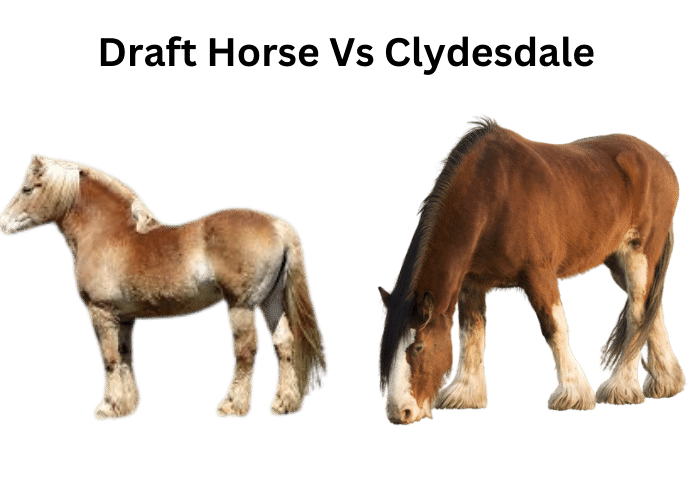 Draft Horse Vs Clydesdale