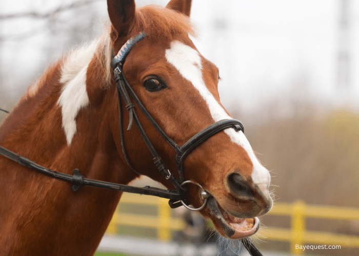 Hackamore Bridle