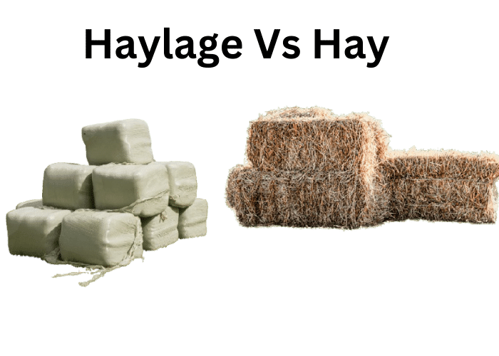 Haylage vs Hay