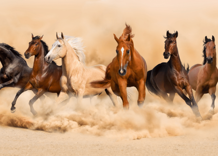 Interesting and Fun Facts About Horses