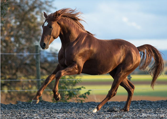 Lusitano