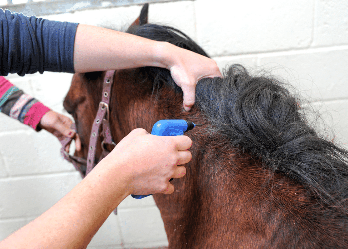 Microchipping Horses