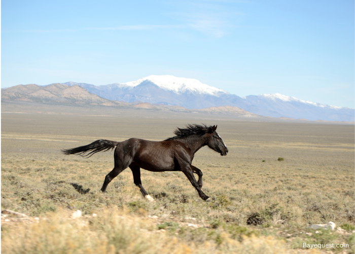 Mustang