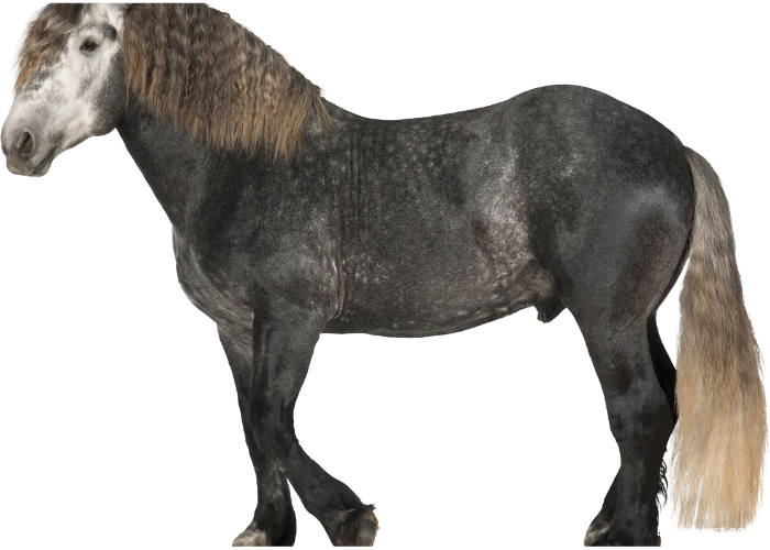 Percheron