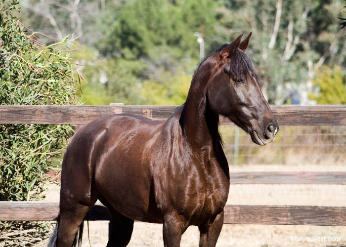 Tennessee Walking Horse