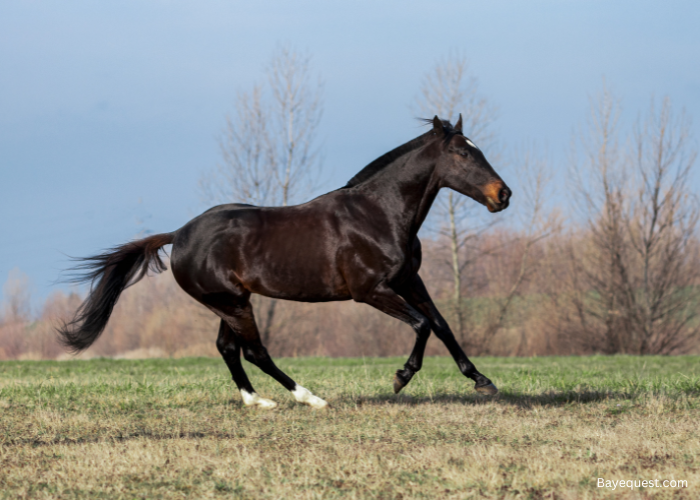 Thoroughbred Horse