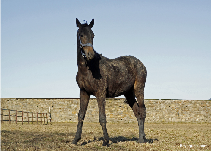 Trakehner