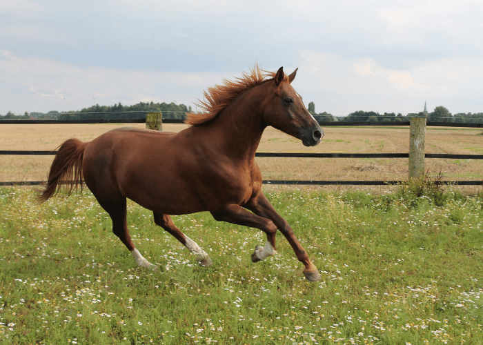 Warmblood Horse Breeds