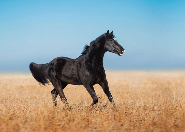 Black Horse Breeds
