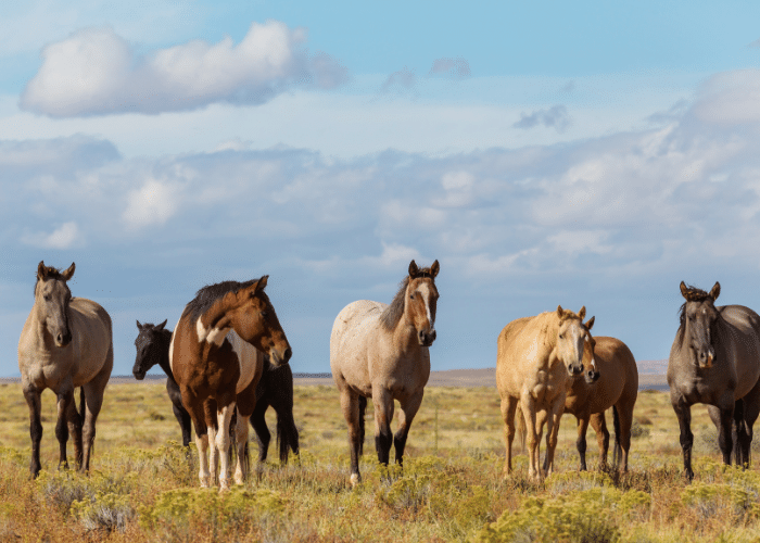 How Many Breeds of Horses Are There