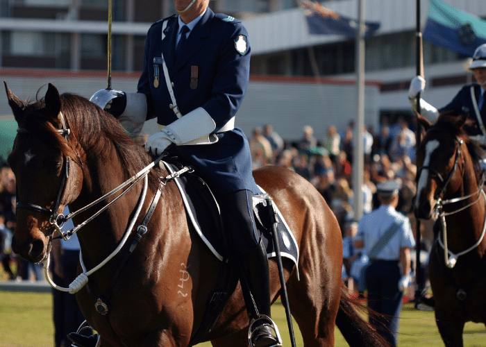 Police Horse Breeds