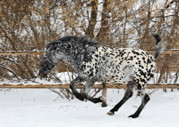 Spotted Horse Breed