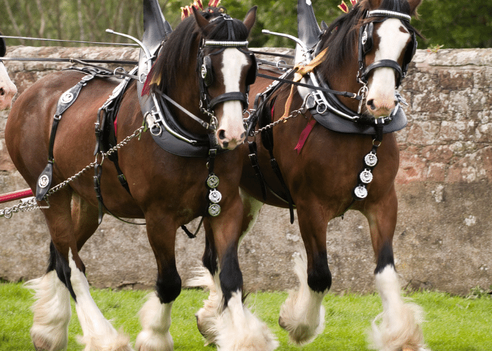 How Much Do Clydesdales Weigh