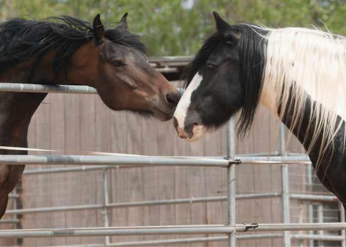 Stallion Vs Gelding