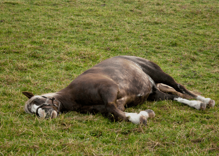 What is Colic in Horses