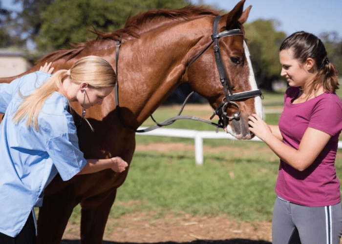 What to Look for When Buying a Horse