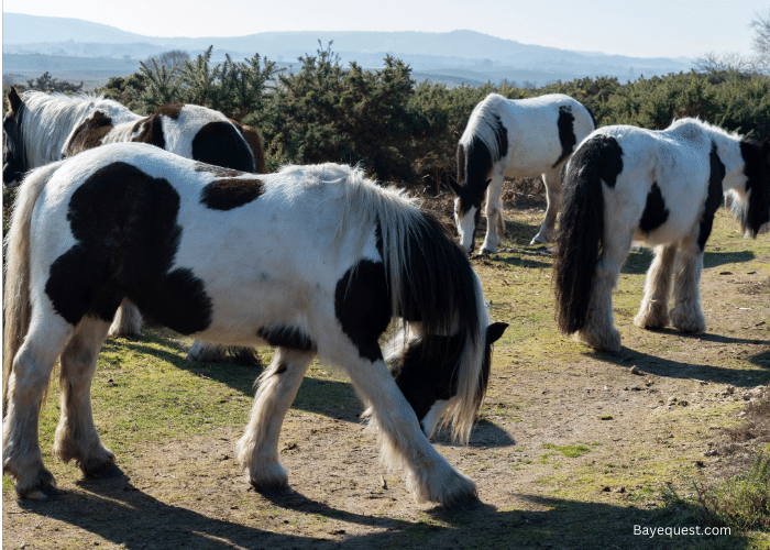 What is a Cob Horse
