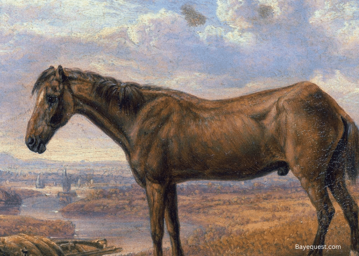 Horse Lifespan How Long Do Horses Live?