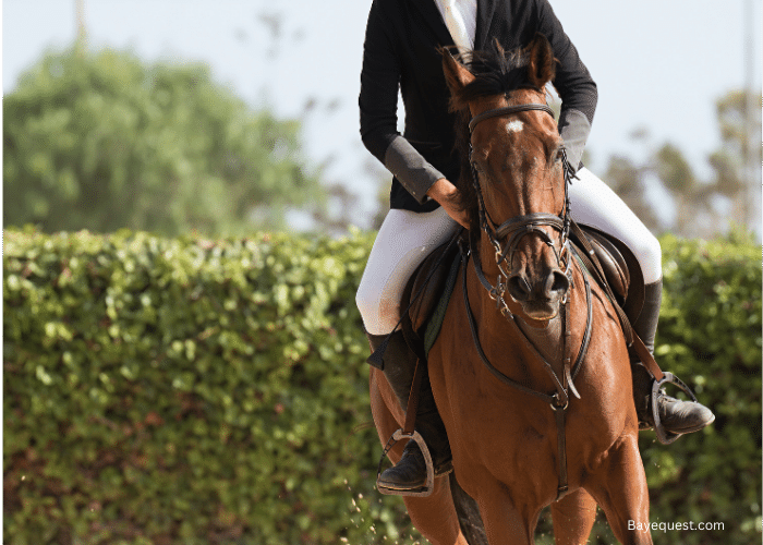 Why Are Bridles Used in Horseback Riding