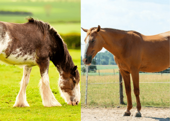 Clydesdale Size Vs Regular Horse