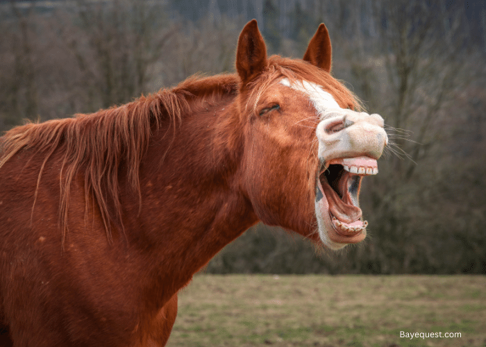Do Horses Throw Up/Vomit? Find Out Now!