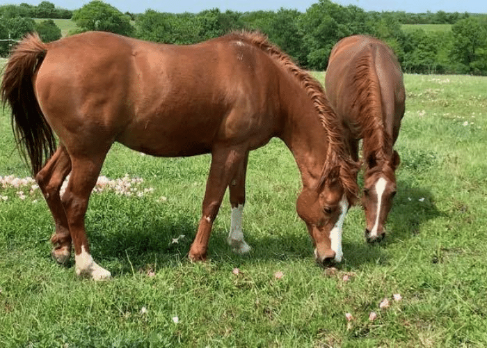 Sorrel Vs Chestnut Horse