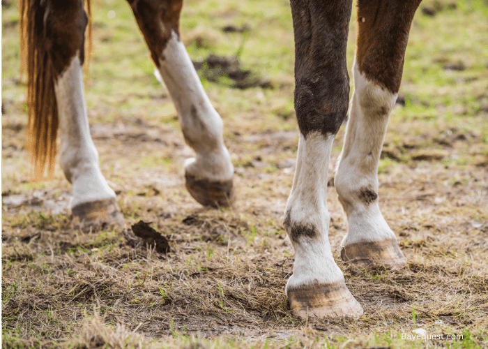 How Do Wild Horses Trim Their Hooves? Find Out Now!