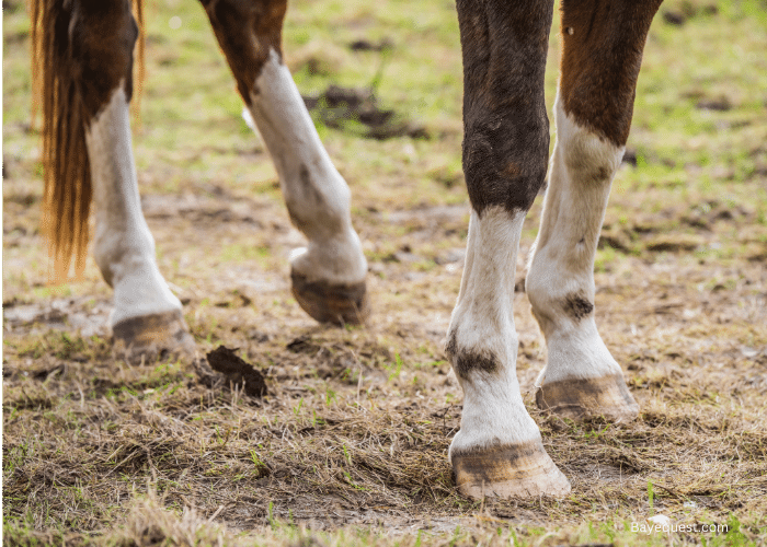 How Do Wild Horses Trim Their Hooves