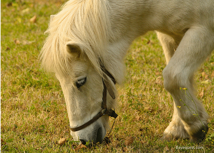 Best Calmer for Horses