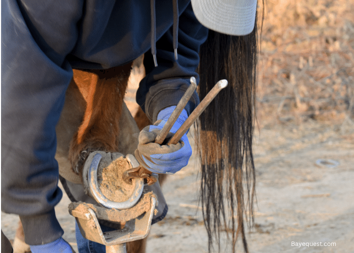 How Often Do Horses Need New Shoes? Find Out Now!