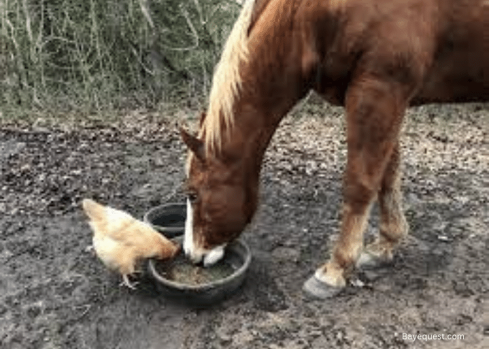 Do Horses Eat Meat