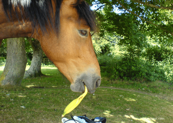 Can Horses Have Bananas