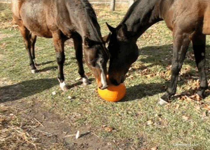 Can Horses Eat Pumpkins