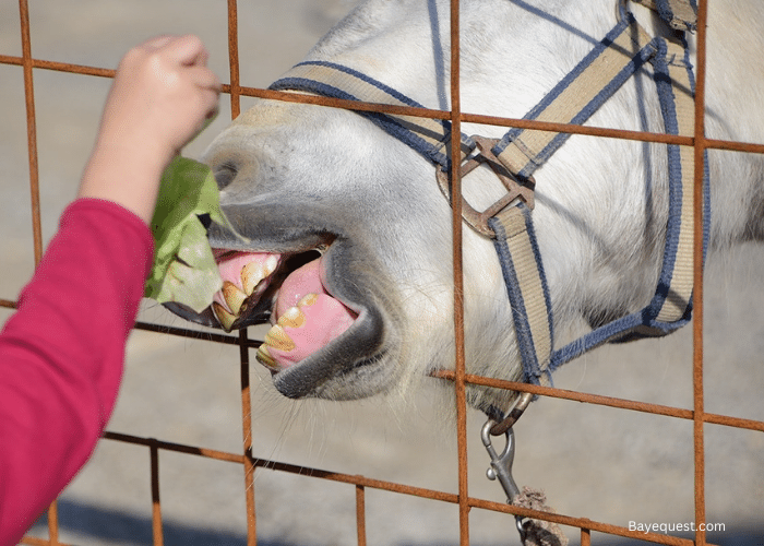 Can Horses Eat Lettuce